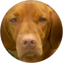 Brookview Vizslas profile picture